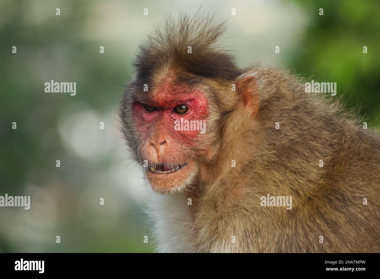 Die lustigen Ausdrücke des Affen Stockfoto
