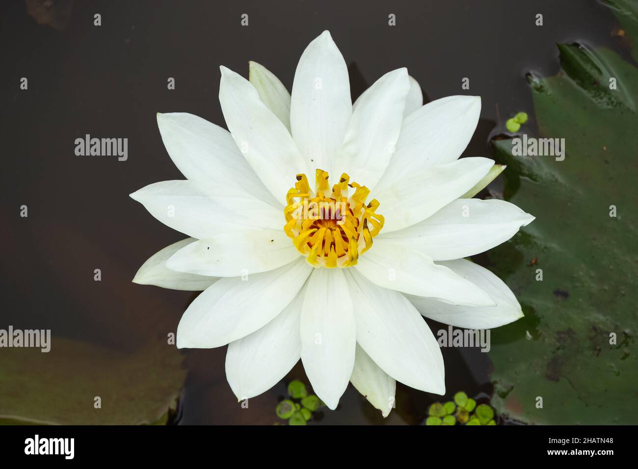 Die weiße Wasserlilie Stockfoto