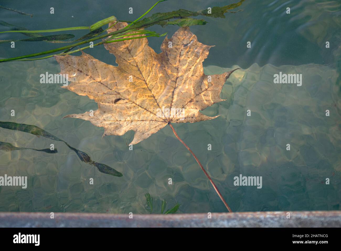 Herbst, ein Blatt schwimmt auf dem Wasser. Stockfoto