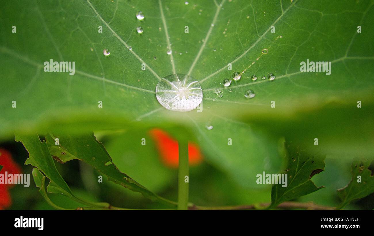 Wassertropfen, der sich in der Mitte eines Kresseblattes ansammelt. Der Tropfen enthält Reflexionen Stockfoto