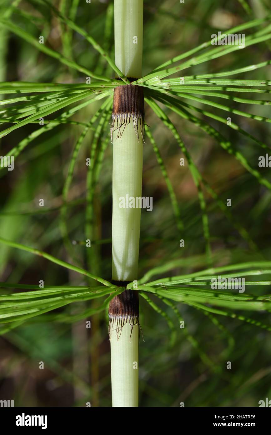 Stammdetail des Equisetum arvense Common Horsetail aka Field Horsetail Stockfoto