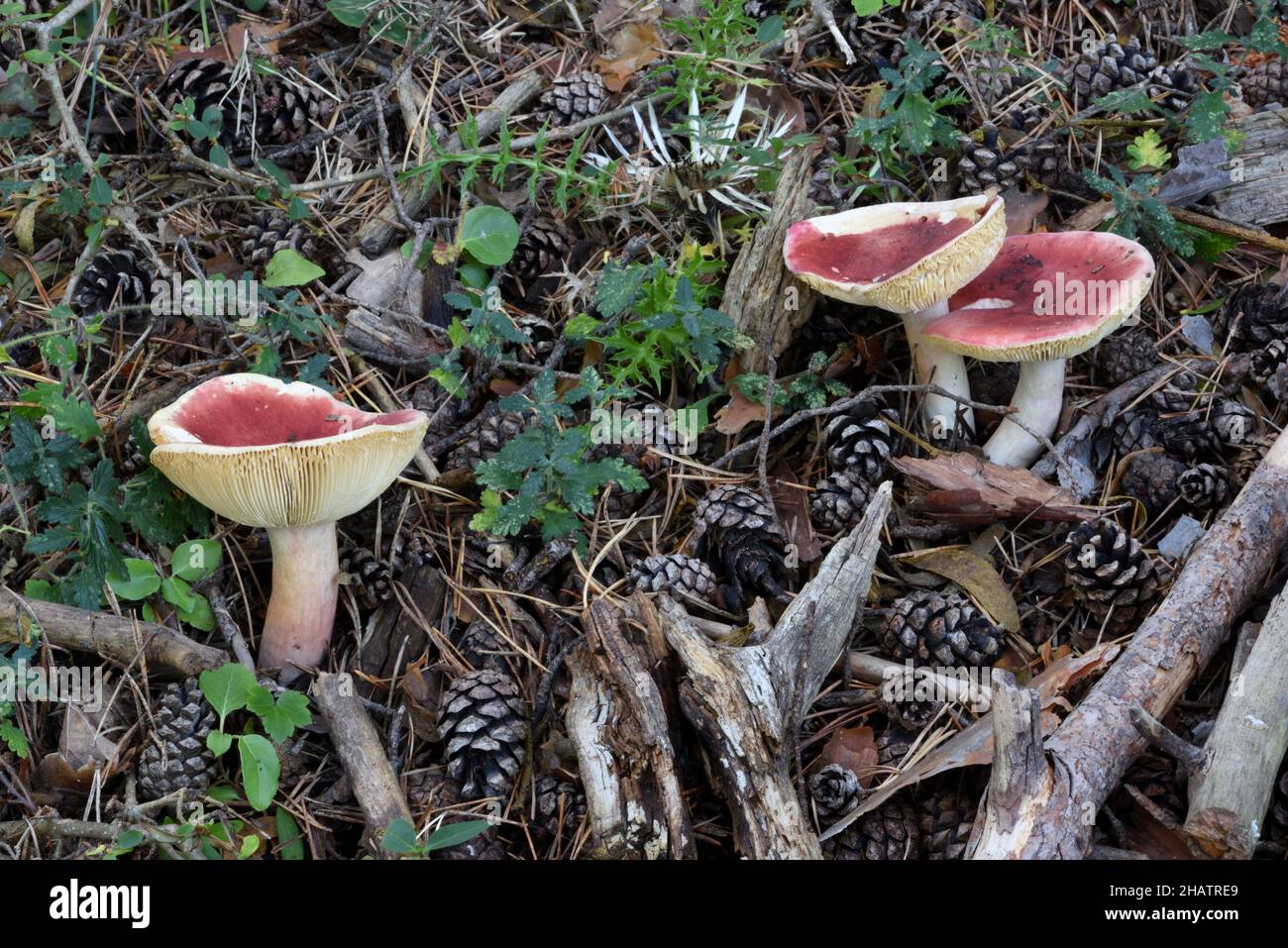 Gruppe von Stachelbeeren-Täubling-Pilzen Russula queletii wächst auf Waldboden Stockfoto