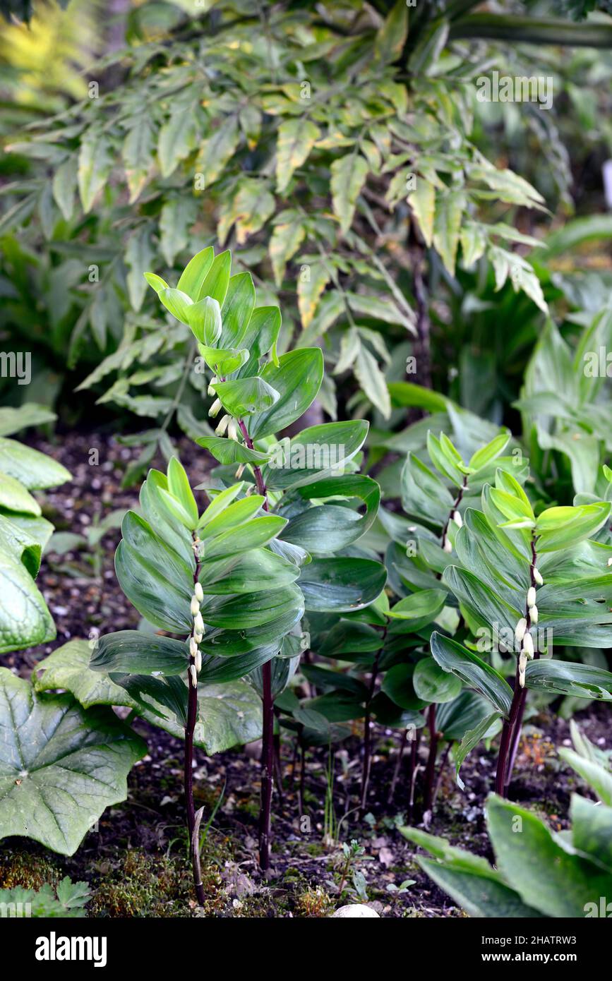 polygonatum odoratum rote Beine, rot gestieltes polygonatum, weiße Blüten, grüne Blätter, Laub, weiße Blüten, gebogene Stämme, Holz, Wald, Schatten, schattig, Sha Stockfoto