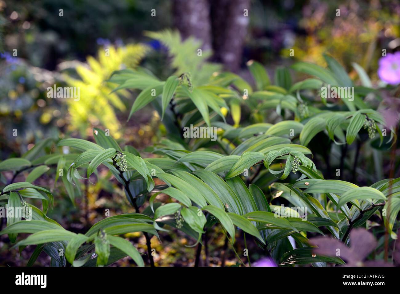 Maianthemum tatsienense, chinesisches falsches Salomonsiegel, Blätter, Laub, Waldgarten, Schatten, schattig, schattig, Holz, krautige mehrjährige, kriechend, rhizomatös, Stockfoto