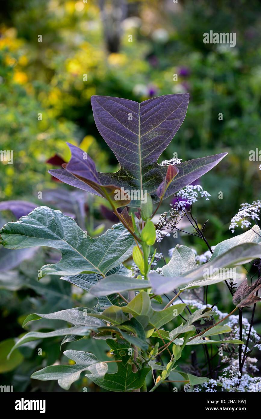 Liriodendron chinense, chinesischer Tulpenbaum, Blätter, Laub, attraktive Blätter, attraktives Laub, unsual geformte Blätter, ungewöhnliches Laub, RM Floral Stockfoto