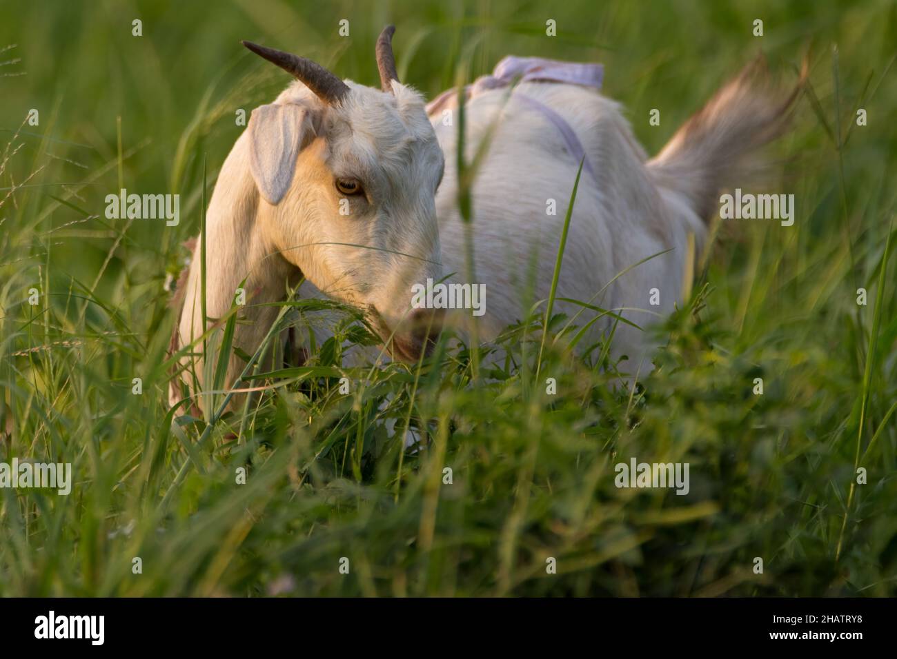 Eine Hausziege, die auf den grünen Weiden eines Bauernlandes grast. Stockfoto