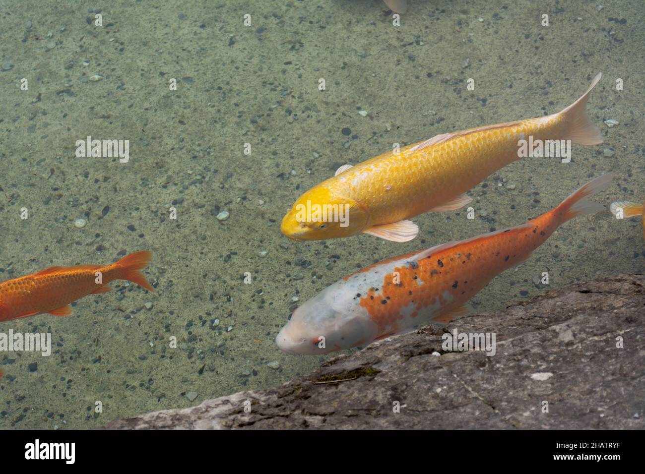 Nahaufnahme eines farbigen Koi-Fisches (Cyprinus carpio), auch bekannt als Karpfen in einem künstlichen Teich. Stockfoto