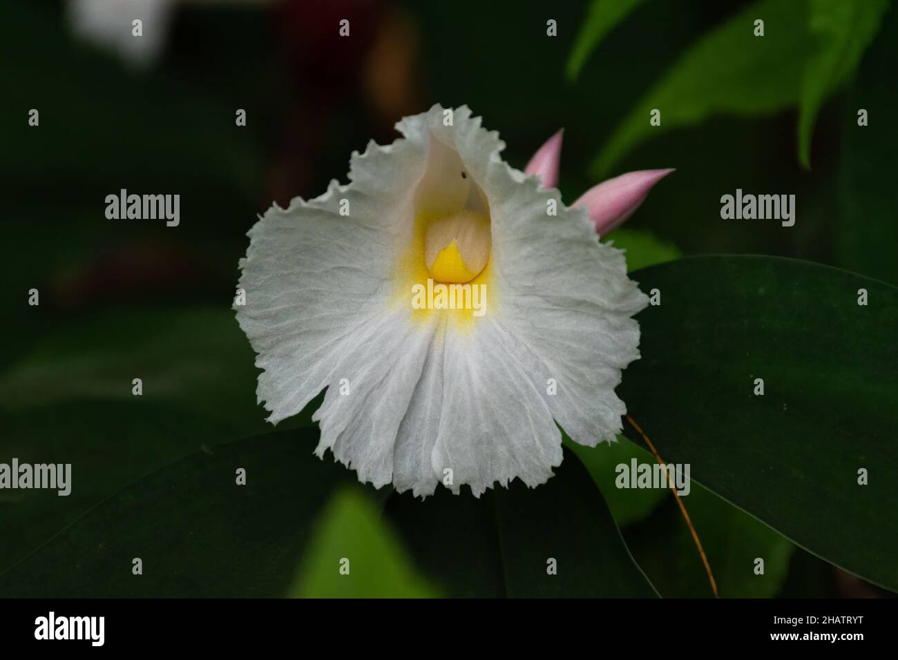 Nahaufnahme einer Blume des Wilden Ingwers (Costus speciosus) im Garten. Auch bekannt als Insulinpflanze und wird für medizinische Zwecke verwendet. Stockfoto