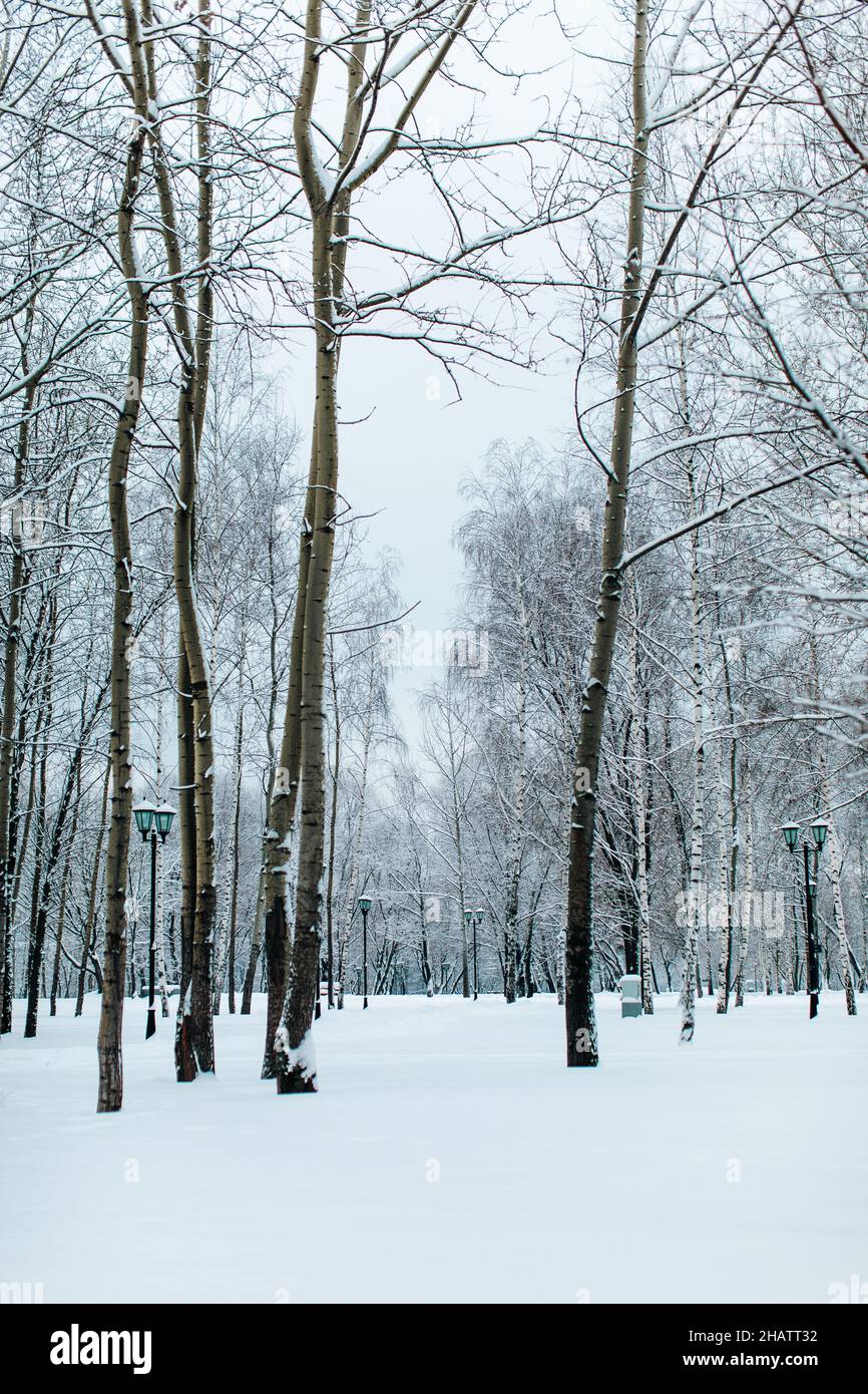 Hohe Bäume, die im Winterwald mit frischem, flauschigen weißen Schnee bedeckt sind. Wintersaison Stockfoto