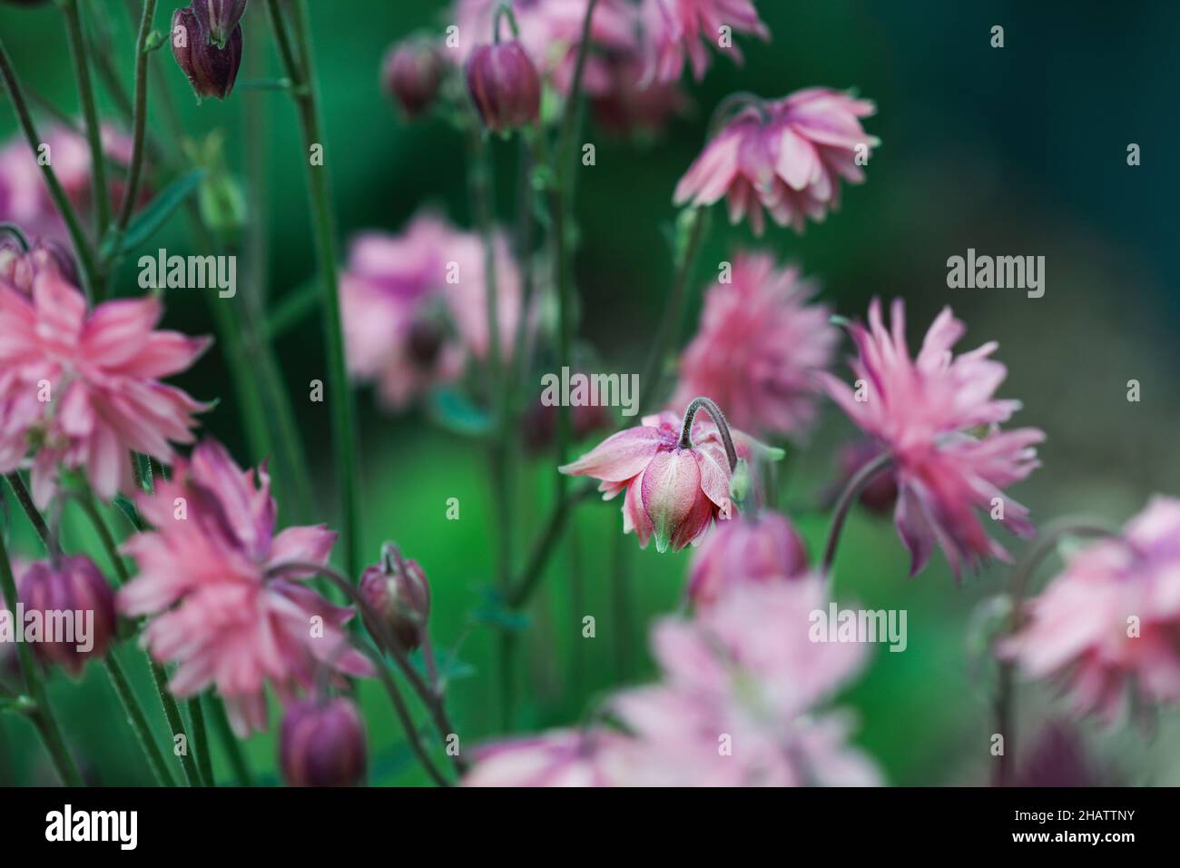 Im Blumengarten blüht die wunderschöne Aquilegia vulgaris 'Clementine Salmon-Rose'. Selektiver Fokus mit verschwommenem Vorder- und Hintergrund. Stockfoto