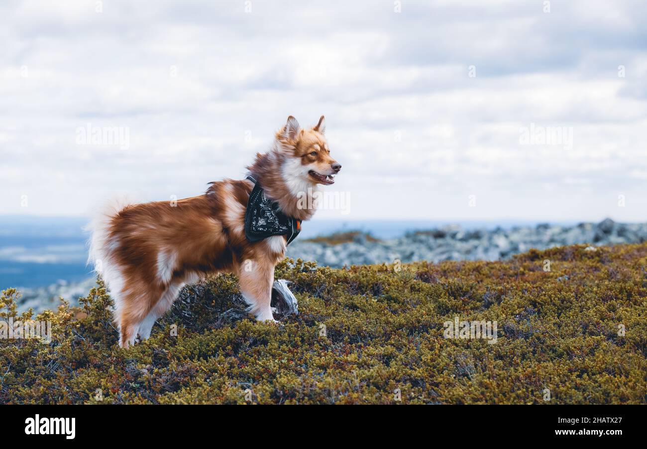 Ein Hund auf einem Sturz im finnischen Lappland. Bewölkter Sommertag. Stockfoto