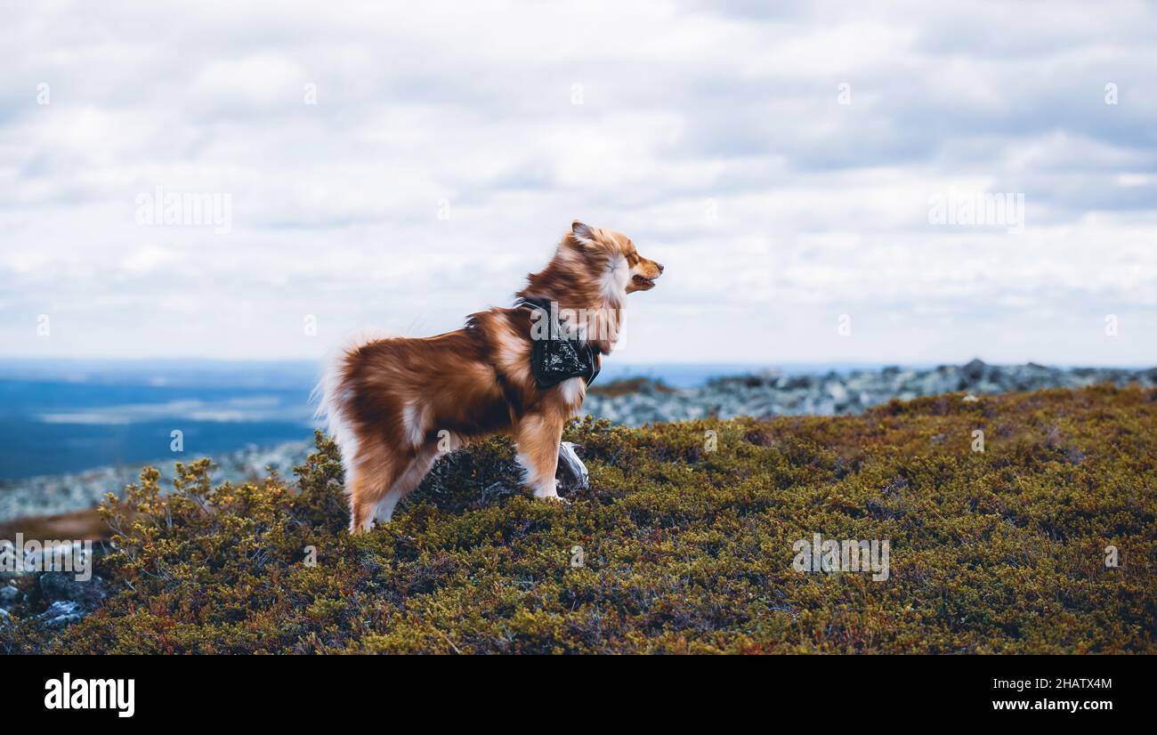 Ein Hund auf einem Sturz in Lappland. Bewölkter Sommertag. Stockfoto