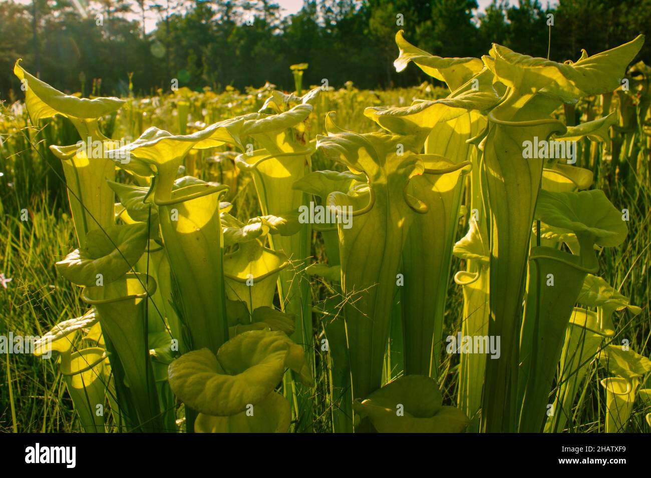 Gelbe Krug-Pflanze (Sarracenia flava ssp. Flava), natürlicher Lebensraum, USA Stockfoto