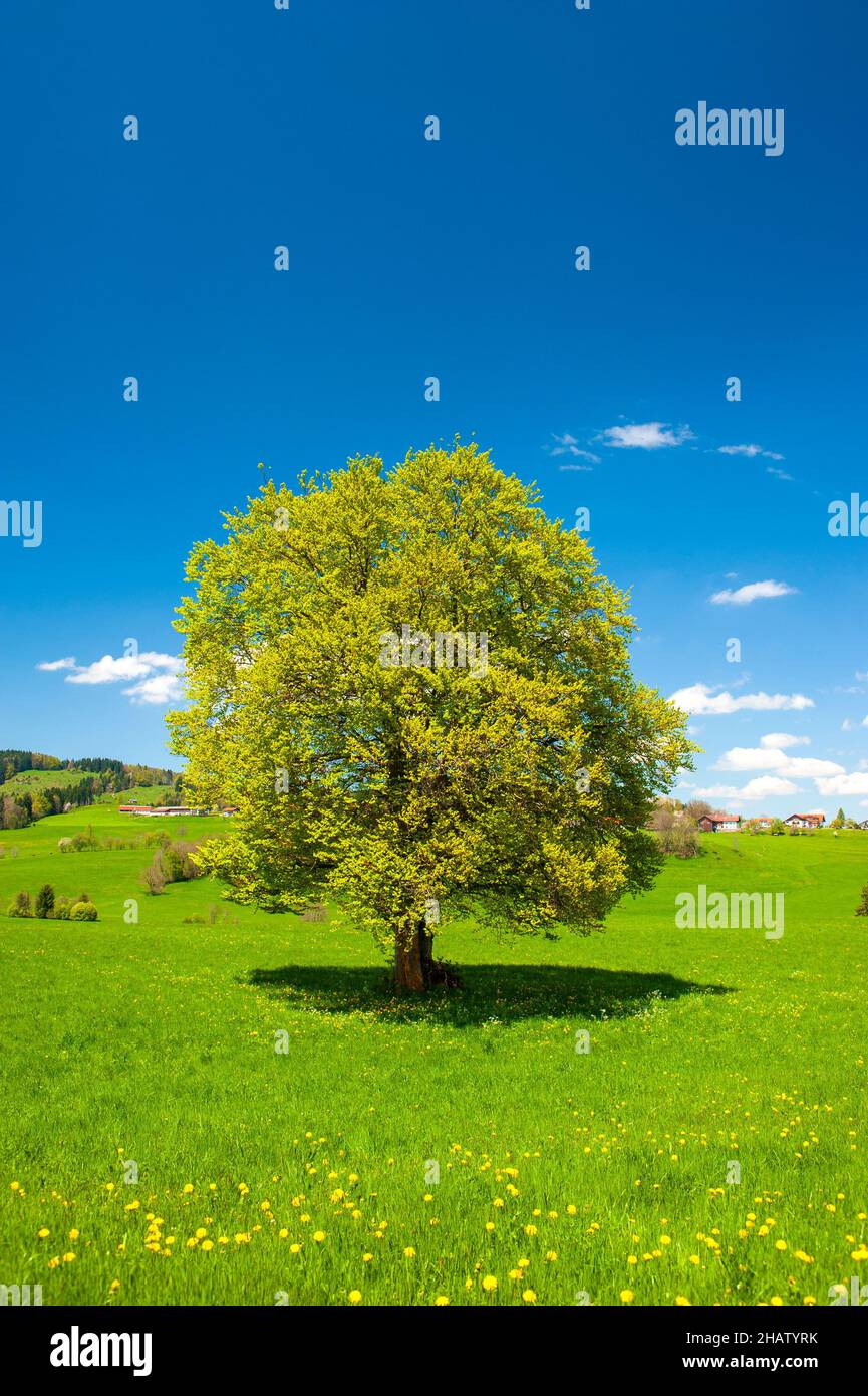 Einzelner großer Laubbaum mit perfekter Baumkrone im Frühling Stockfoto