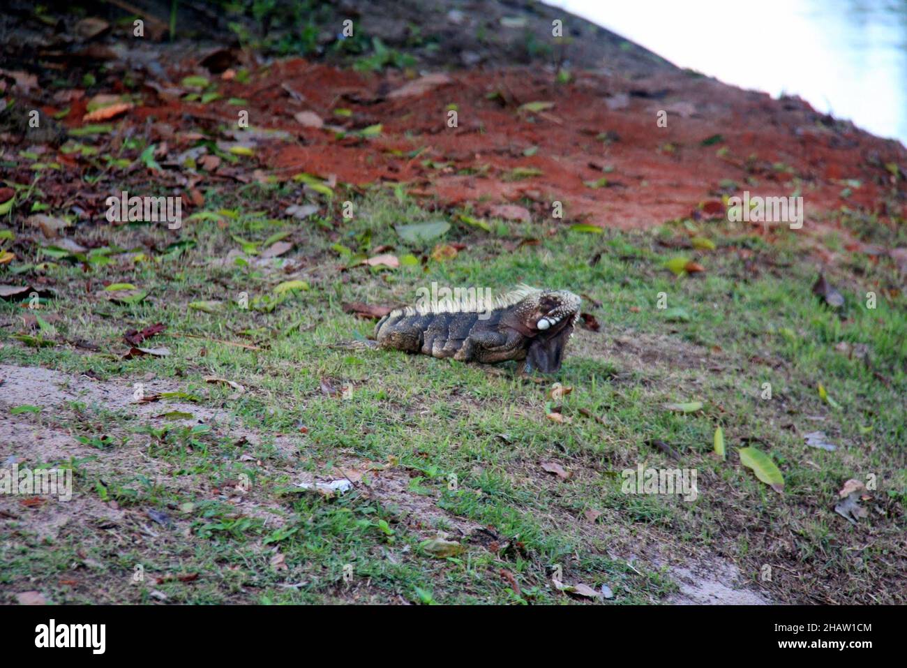 Eidechse auf Rasen neben einem See in Bonito, Mat Grosso do Sul, Brasilien. Stockfoto