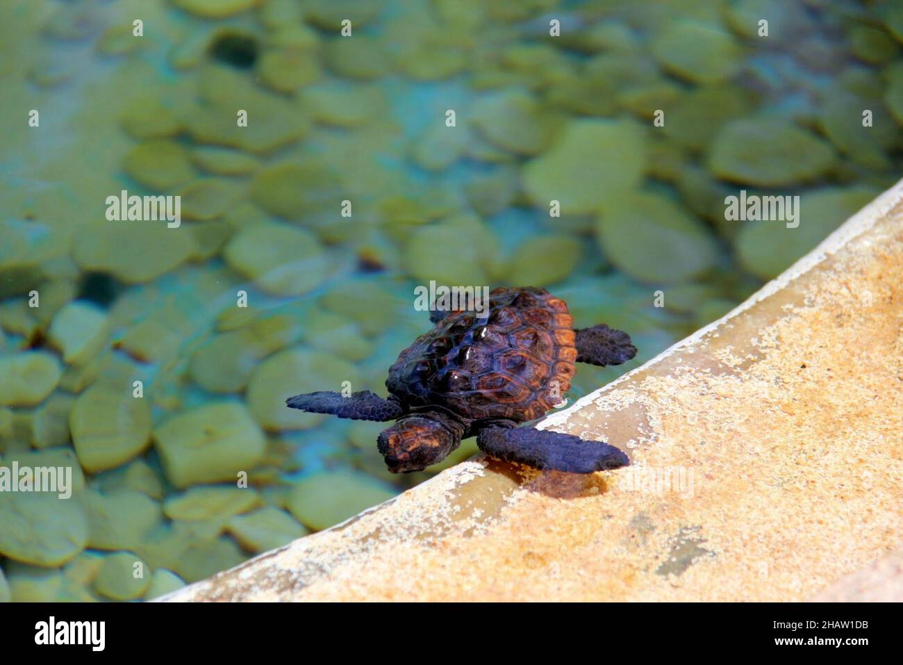 Schildkrötenbabys in einem Wasserbehälter in einem Umweltschutzprojekt, Bahia, Brasilien Stockfoto