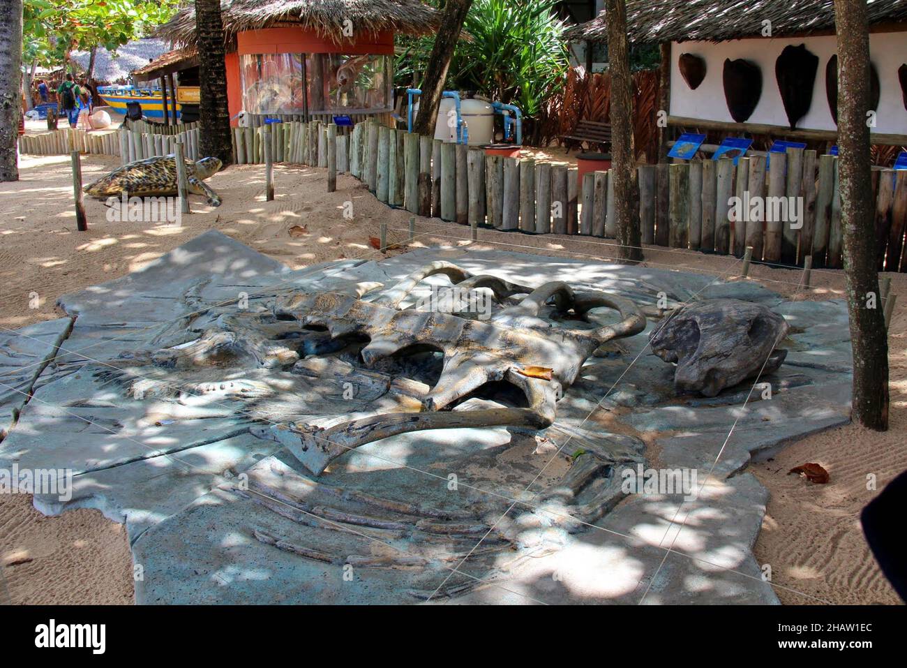 Projeto Tamar: Ausstellung des Skeletts einer riesigen Schildkröte, Bahia, Brasilien. Stockfoto