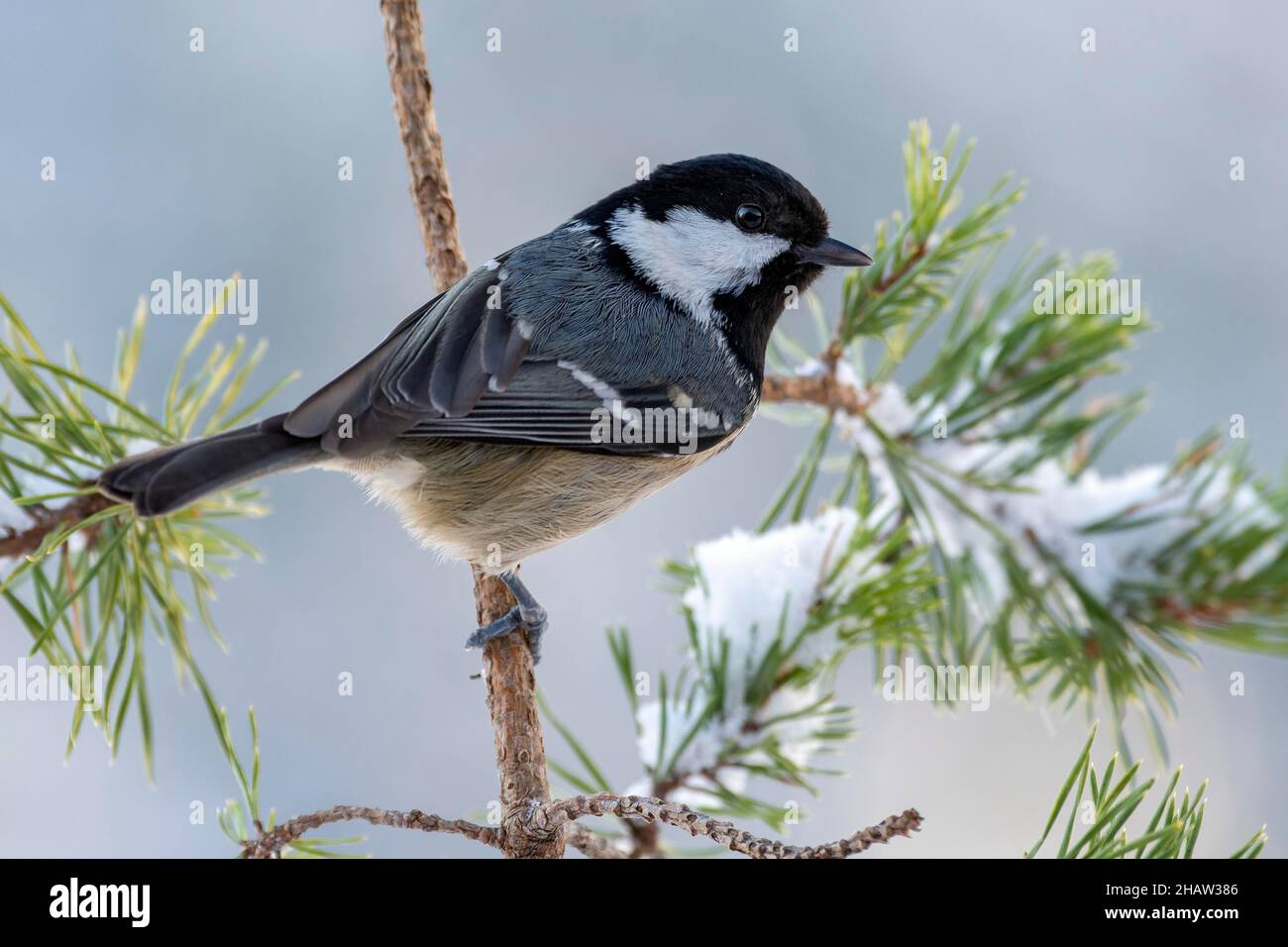 Kohlmeise (Parus ater) auf einer Kiefer sitzend, Winter, Tirol, Österreich Stockfoto