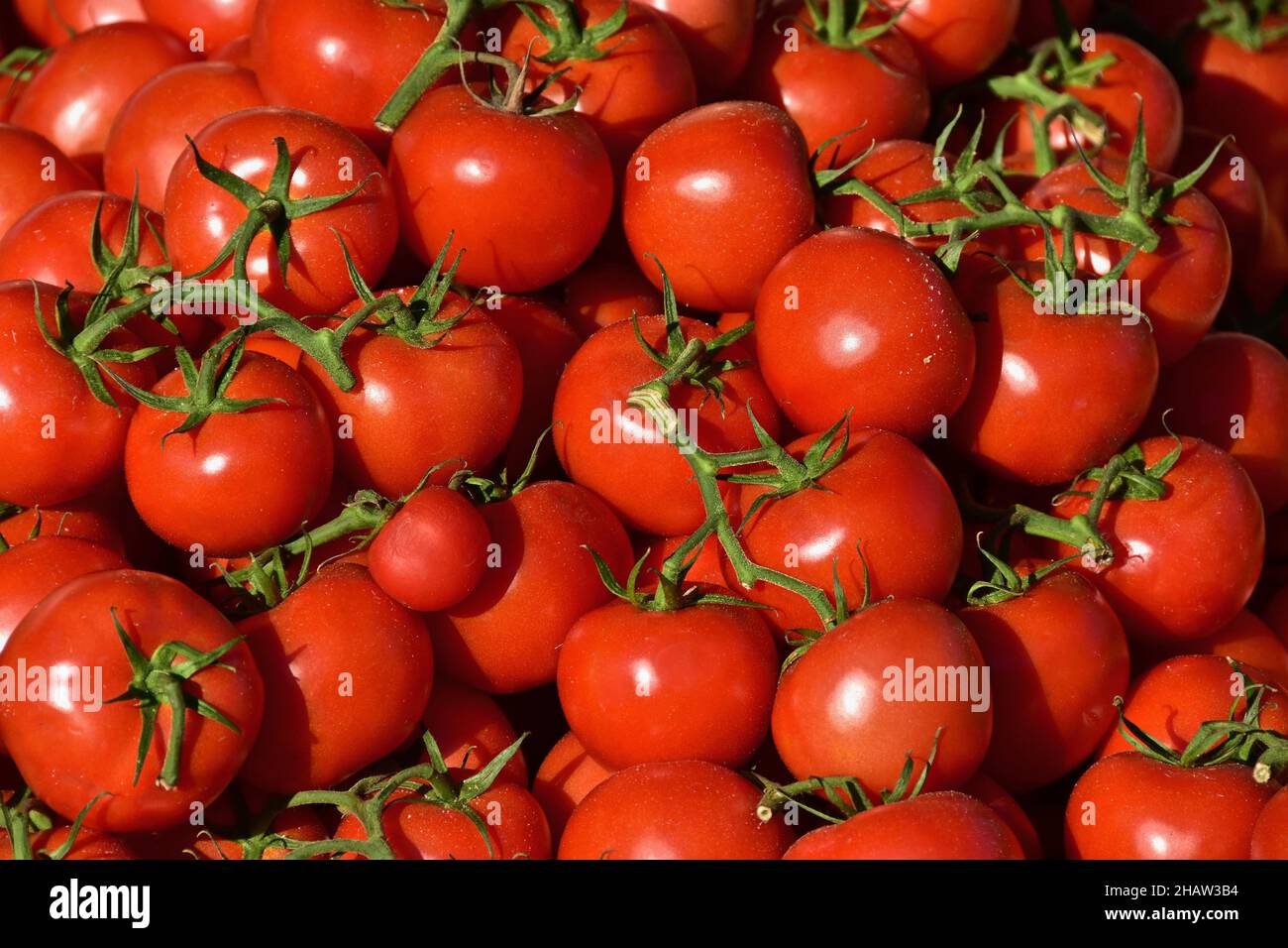 Rote Asttomaten (Solanum lycopersicum) in einem Haufen, Tomaten, Tomatenpflanze, Nachtschatten, Liebesapfel, Paradiesapfel, goldener Apfel, rote Frucht, Beere Stockfoto