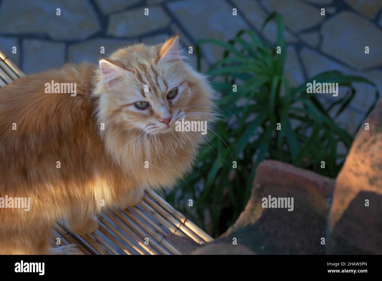 Rote Langhaarkatze auf dem Hausdach, Spanien Stockfoto