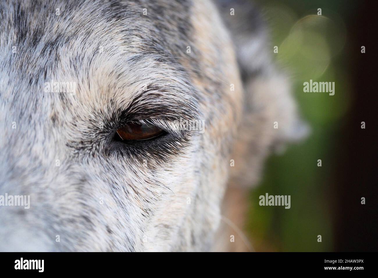 Nahaufnahme von weißen Wimpern eines Windhundes (galgo), Auge eines galgo, Spanien Stockfoto