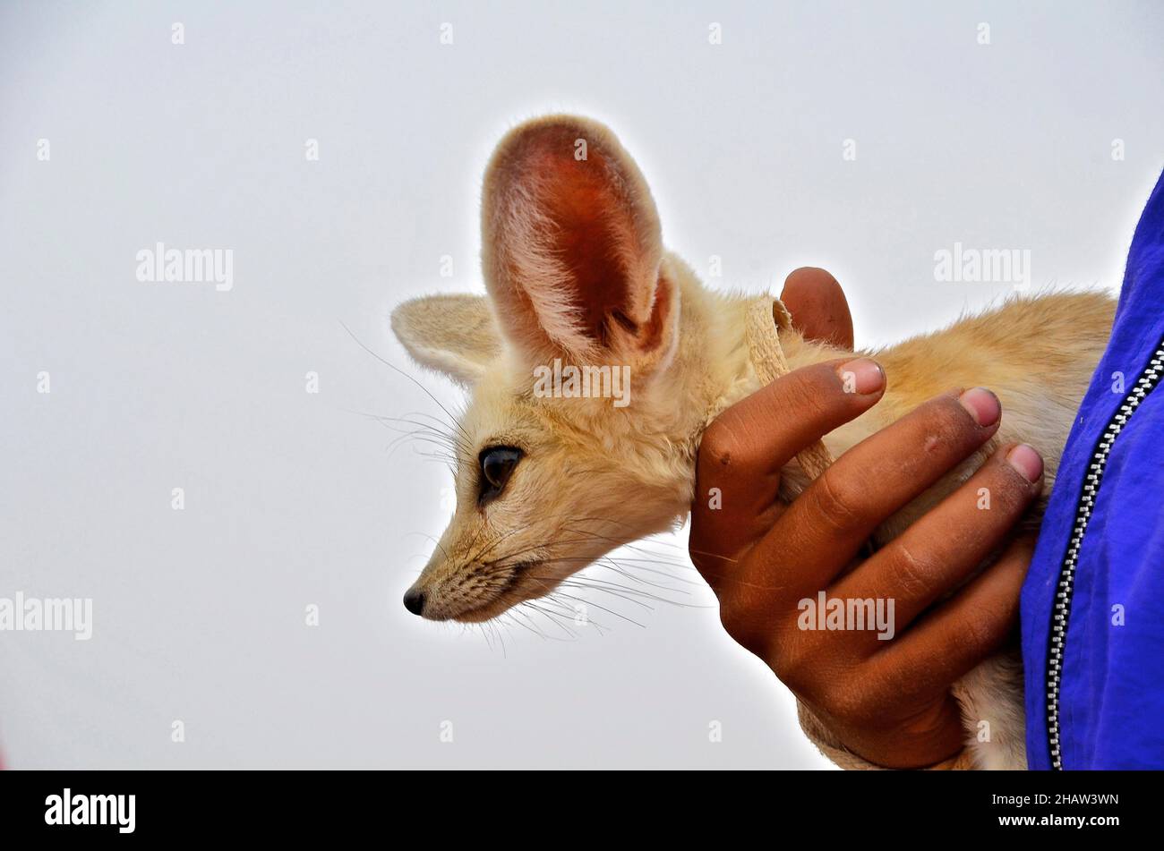 Hand hält Wüstenfuchs (Fennec) mit Kopf im Profil, Rissani, Marokko Stockfoto
