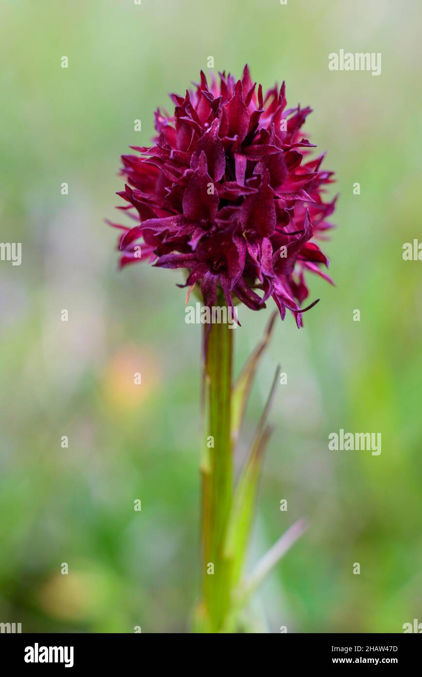Österreichische Kohlrose (Gymnadenia austriaca), edelweiss-Boden auf dem Grachtling, Tragoess-Sankt Katharein, Steiermark, Österreich Stockfoto
