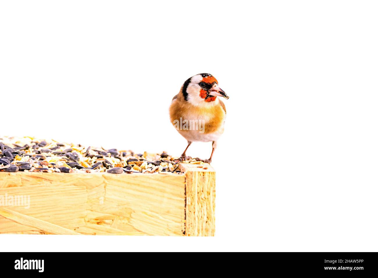 Europäischer Goldfink, der auf einem Samenfutter vor weißem Hintergrund steht Stockfoto