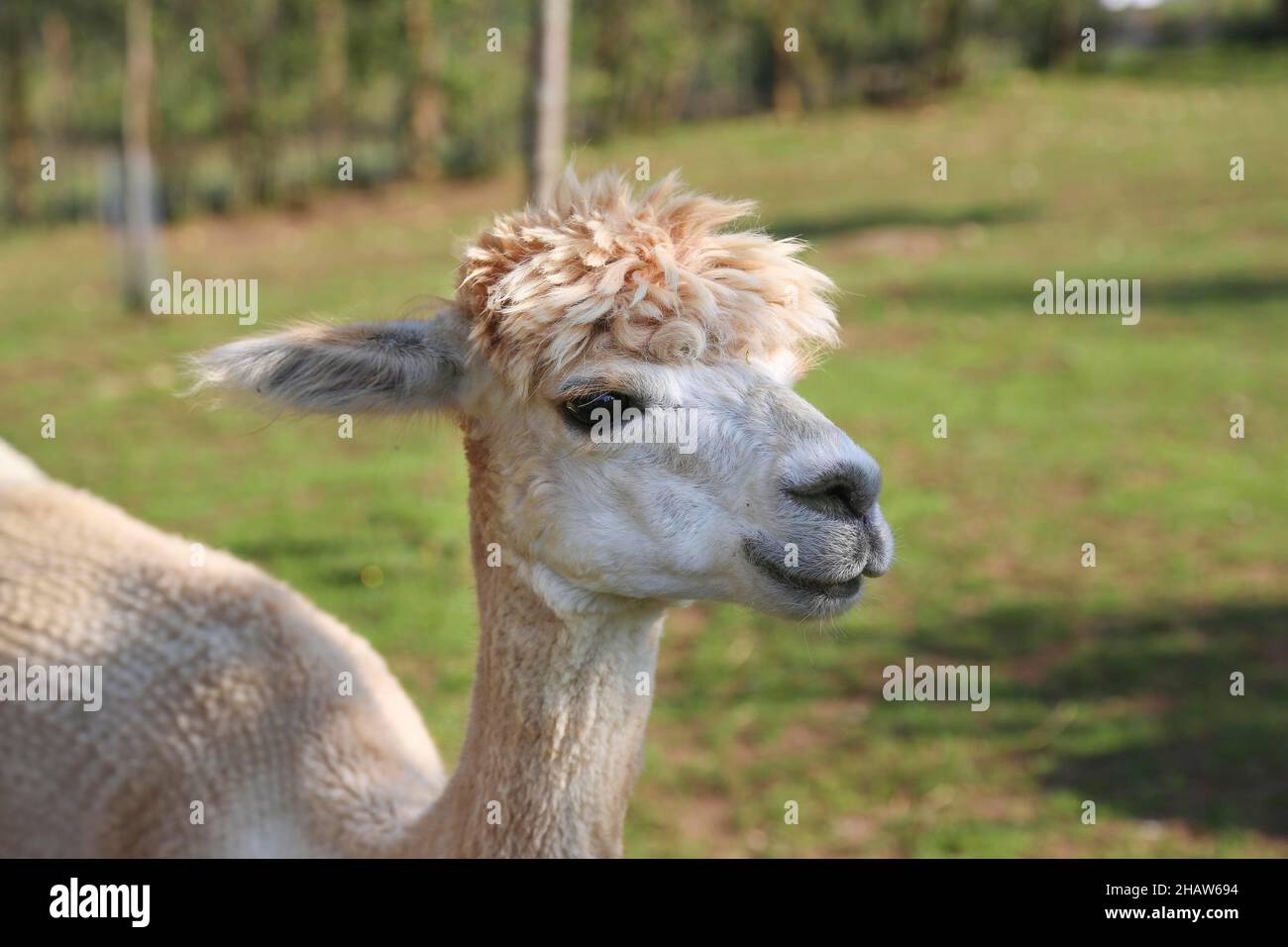 Alpaka (Vicugna pacos), Alpaka Bauernhof Alb-Paka-Feeling auf der Schwäbischen Alb, Berghuelen, Baden-Württemberg, Deutschland Stockfoto