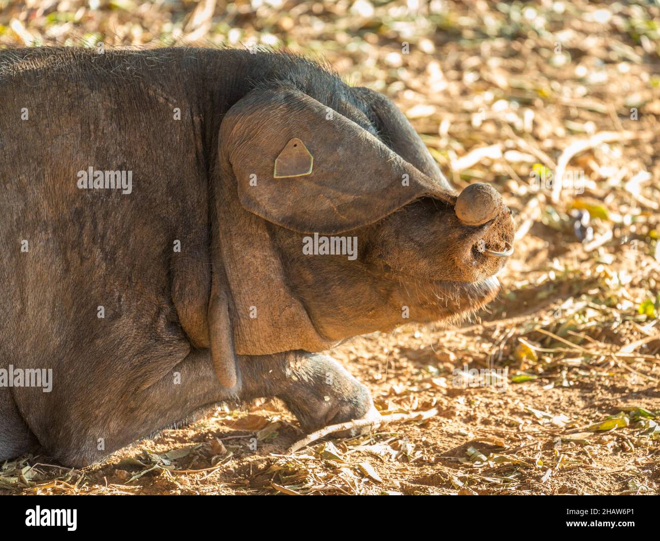 Iberisches Schwein, Portrait, Mallorca, Spanien Stockfoto