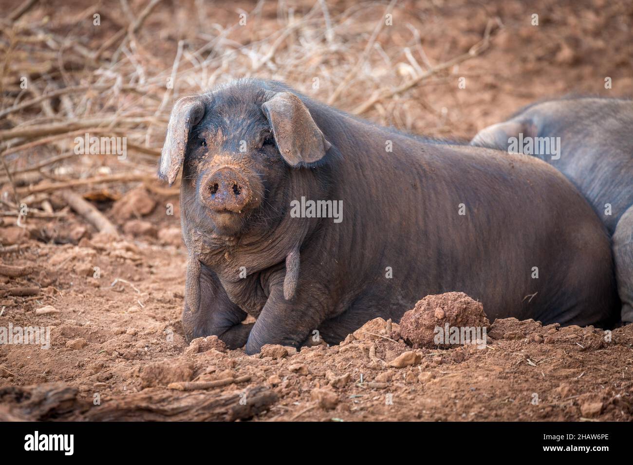 Iberisches Schwein, liegend, Mallorca, Spanien Stockfoto