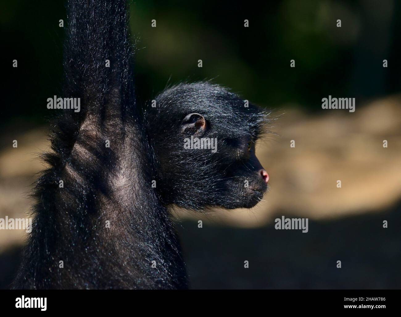 Peruanischer Spinnenaffe (Ateles chamek), der an einem Zweig im Serere Eco Reserve in der Nähe von Rurrenabaque, Bezirk Beni, Bolivien, hängt Stockfoto