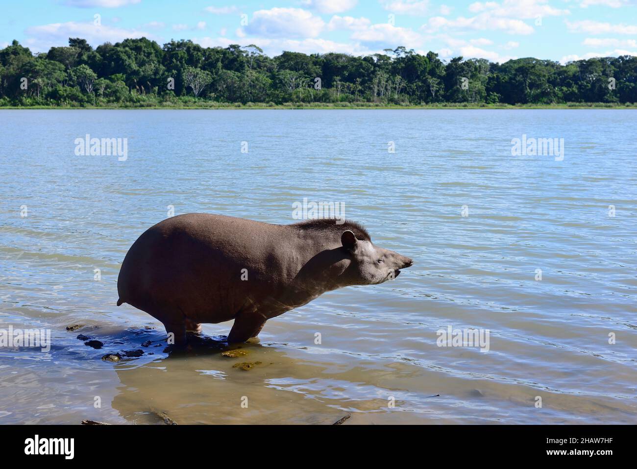 Flachlandtapir (Tapirus terrestris) am Ufer des Lago San Fernando, Serere Eco Reserve, in der Nähe von Rurrenabaque, Beni District, Bolivien Stockfoto