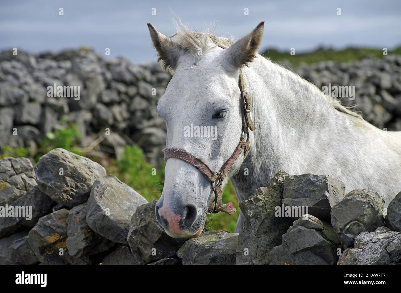 Pferd schaut neugierig auf die Kamera über einer Steinmauer, Aran Island, Bay of Galway, Irland Stockfoto