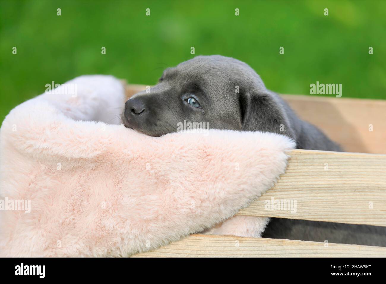 Labrador Haushund (Canis lupus familiaris), Welpe in einer Holzkiste, Portrait, Rheinland-Pfalz, Deutschland Stockfoto
