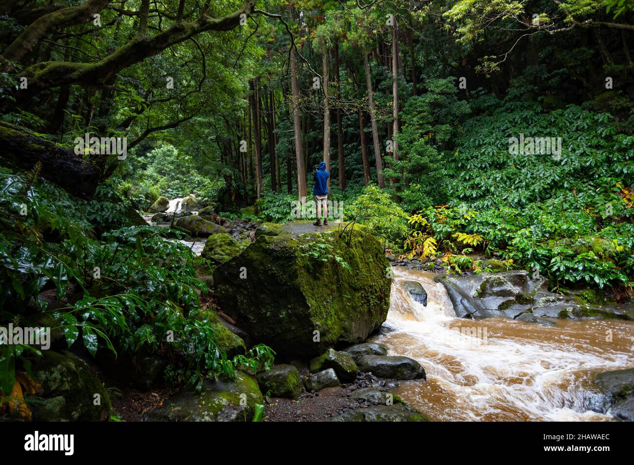 Fotograf auf dem Wanderweg durch den Dschungel-ähnlichen Wald zum Wasserfall Salto do Prego, Faial da Terra, Sao Miguel Island, Azoren, Portugal Stockfoto