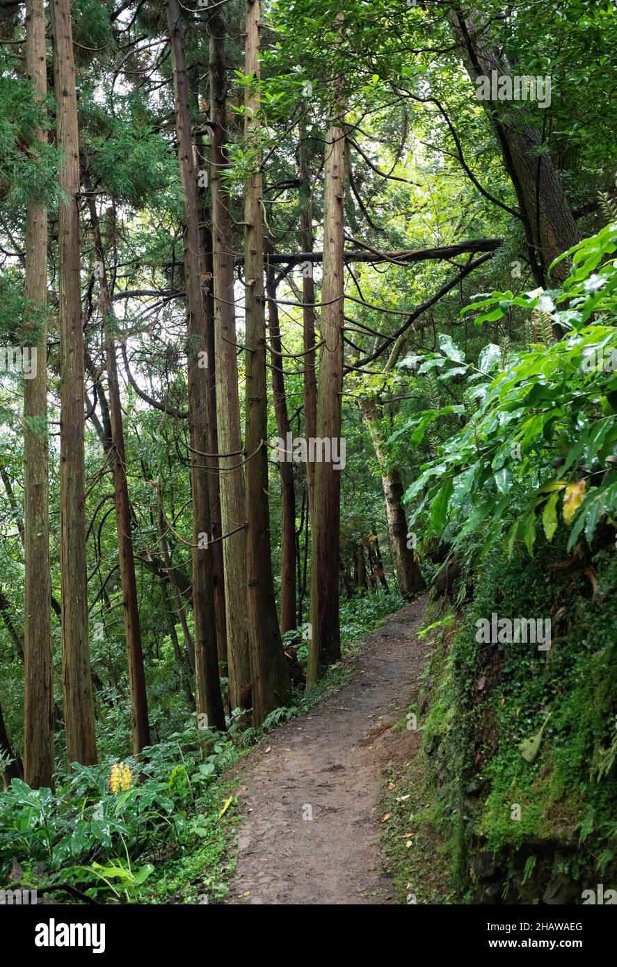 Wanderweg durch den Dschungel-ähnlichen Wald zum Wasserfall Salto do Prego, Faial da Terra, Sao Miguel Island, Azoren, Portugal Stockfoto