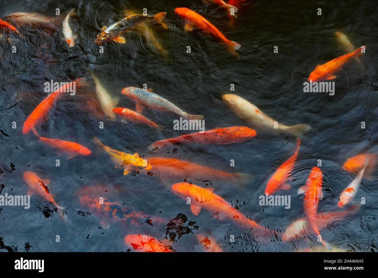 Cypriniden (Cyprinidae) Goldfische in einem Teich im botanischen Garten, Terra Nostra Park, Furnas, Sao Miguel Island, Azoren, Portugal Stockfoto