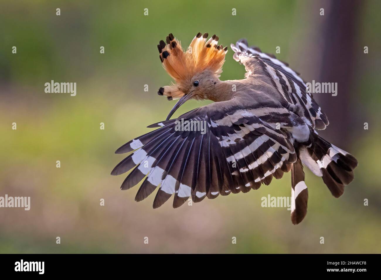 Vogel Des Jahres 2022 Stockfotos und bilder Kaufen Seite 2 Alamy