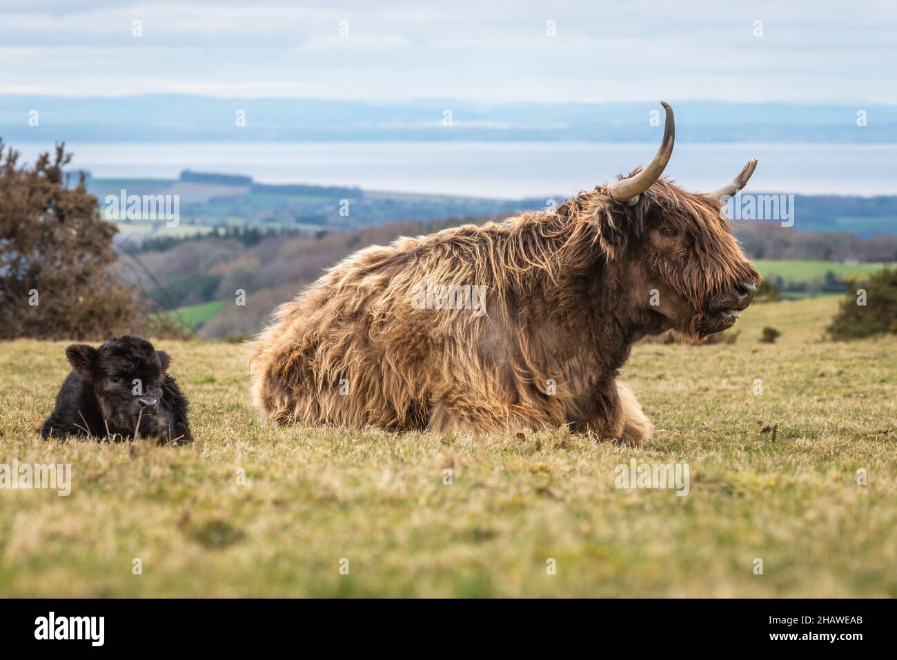 Hochlandrinder auf dem Broomfield Hill in der Region Quantocks von Outstanding Natural Beauty in Somerset, England, Großbritannien Stockfoto