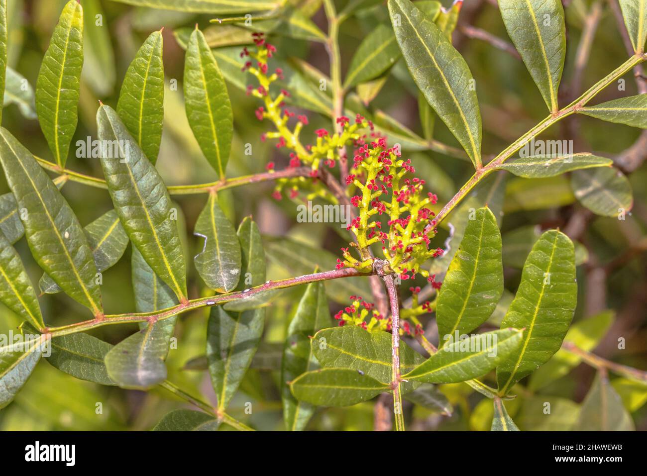 Mastix oder Lentisk (Pistacia lentiscus) Baum blüht mit roten Blüten. Extremadura, Spanien. Naturszene Europas. Stockfoto