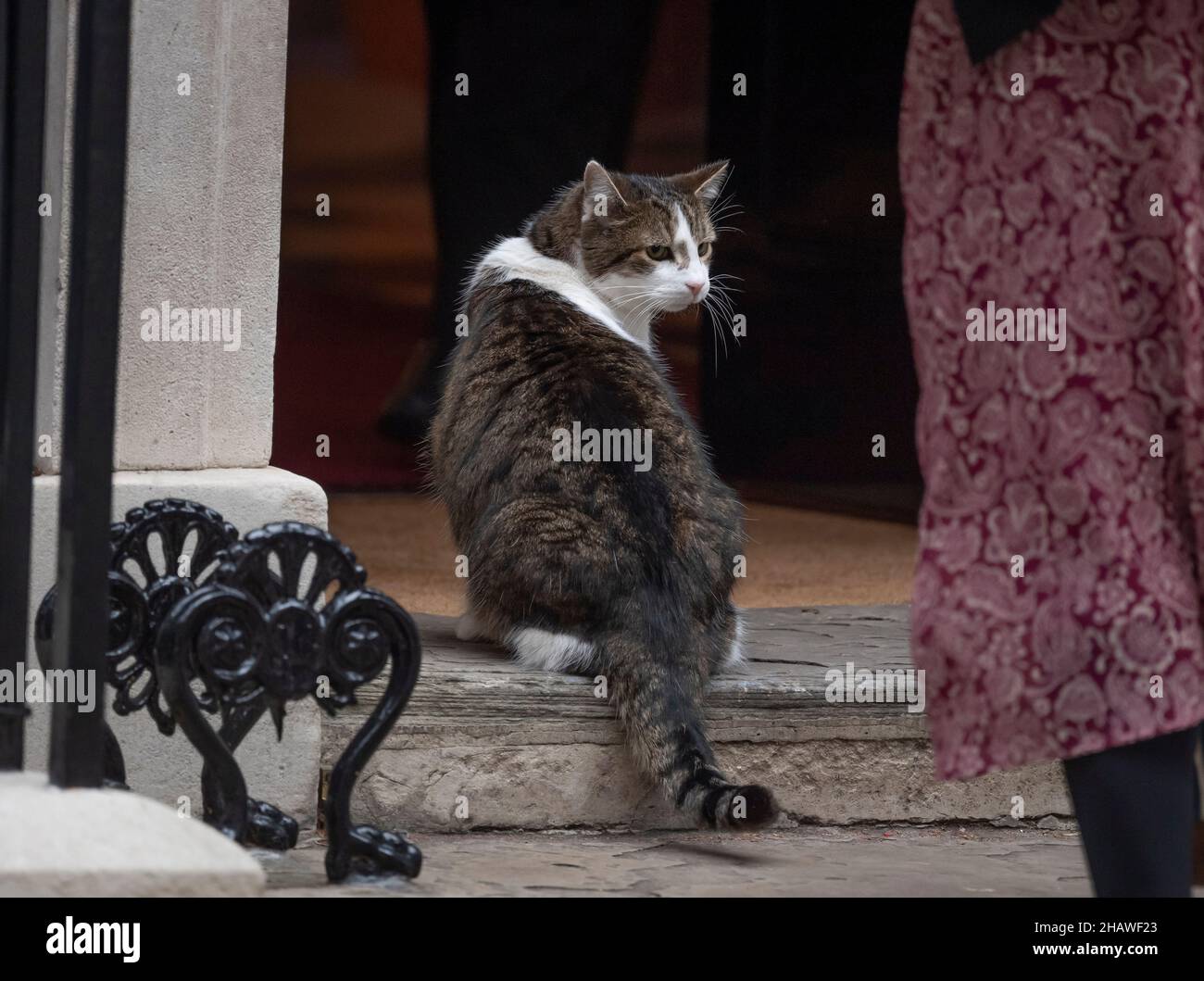 Downing Street, London, Großbritannien. Larry, die Downing Street Katze, beobachtet einen Mitarbeiter, bevor sie am 15. Dezember 2021 in London, Großbritannien, eintrat Stockfoto