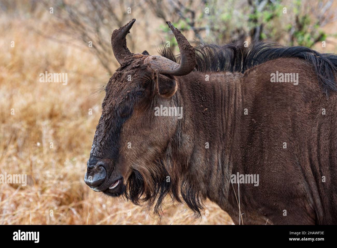 Profilportait eines wildebesten Connochaetes taurinus, Kruger National Park, Südafrika Stockfoto