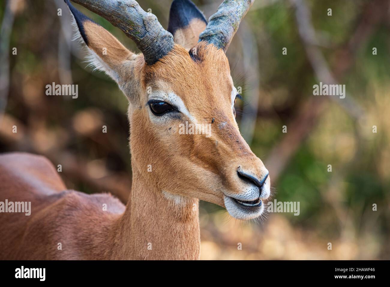 Porträt eines männlichen Impalas Aepyceros melampus, Northern Kruger National Park, Südafrika Stockfoto