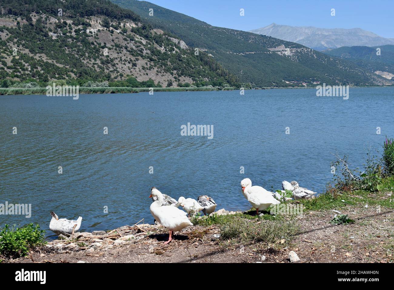 Griechenland, Ioannina, Gans auf der winzigen Insel im Pamvotida-See, dem größten See in Epirus Stockfoto