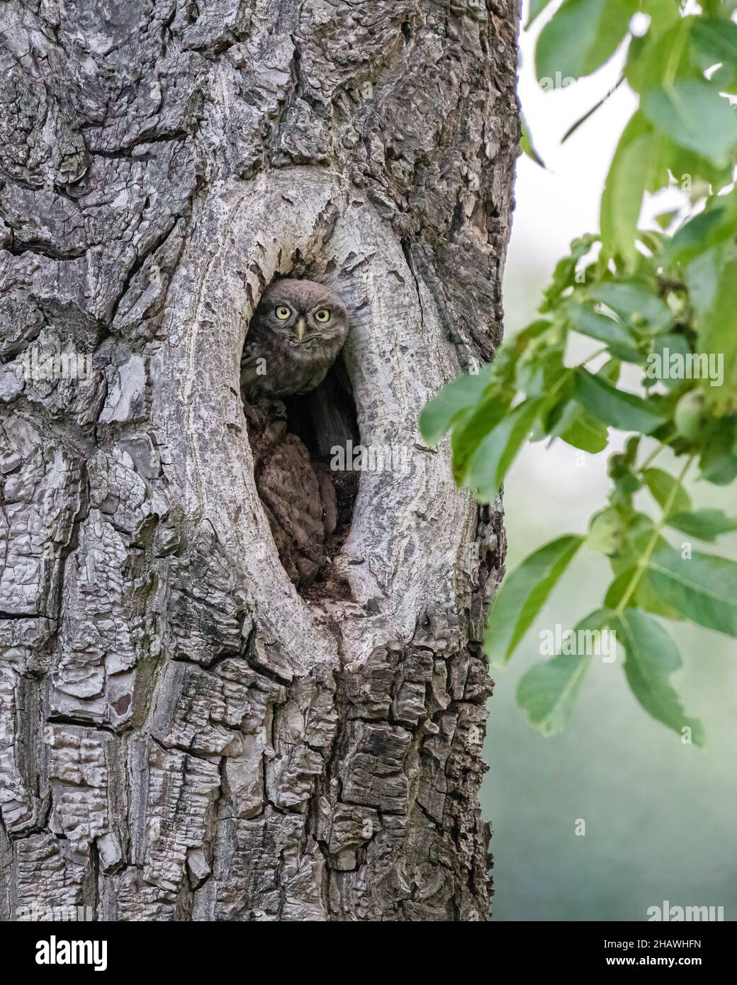 Eine kleine Eule (Athene noctua) in einem Park im Süden Londons. Stockfoto