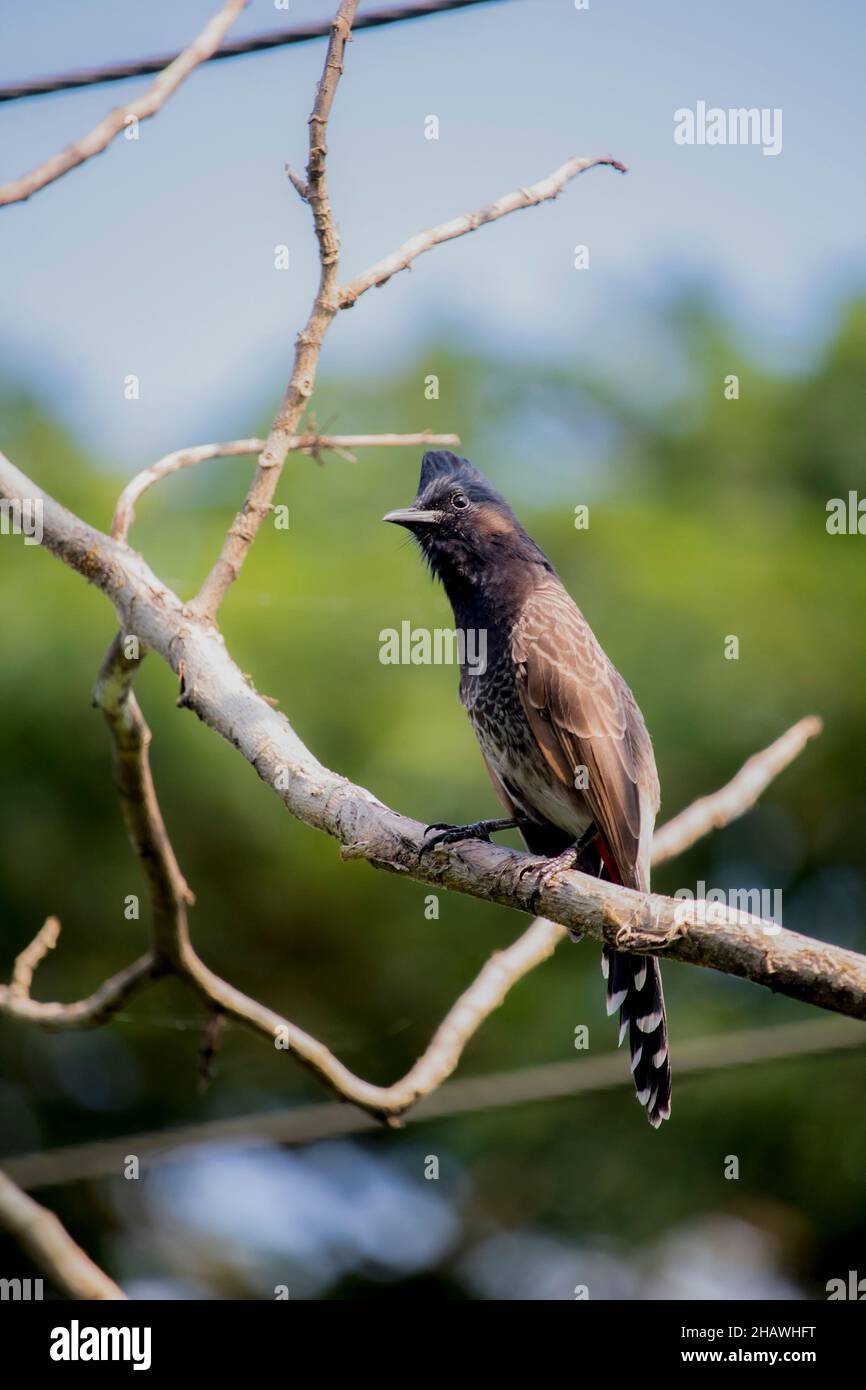 Schöne indische rot belüfteten bulbul (Pycnonotus cafer) Vogel sitzen auf einem Zweig, es ist ein ansässiger Züchter auf dem indischen Subkontinent. Stockfoto