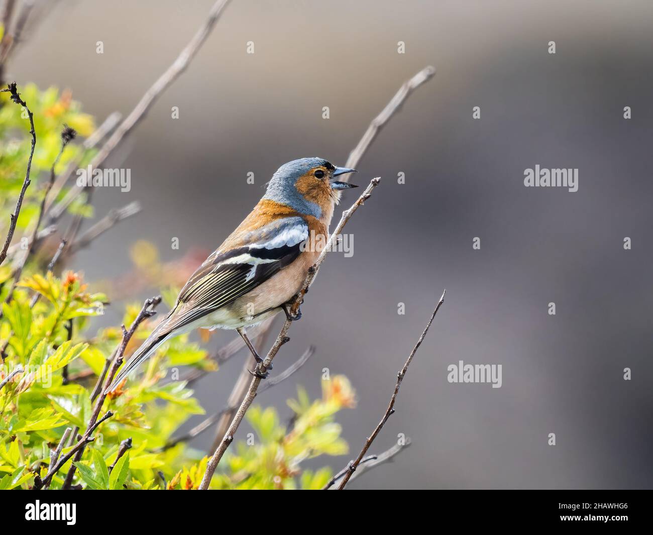 Ein männlicher Buchfink (Fringilla coelebs), der im RSPB Hodbarrow Naturschutzgebiet in Cumbria, England, singt. Stockfoto