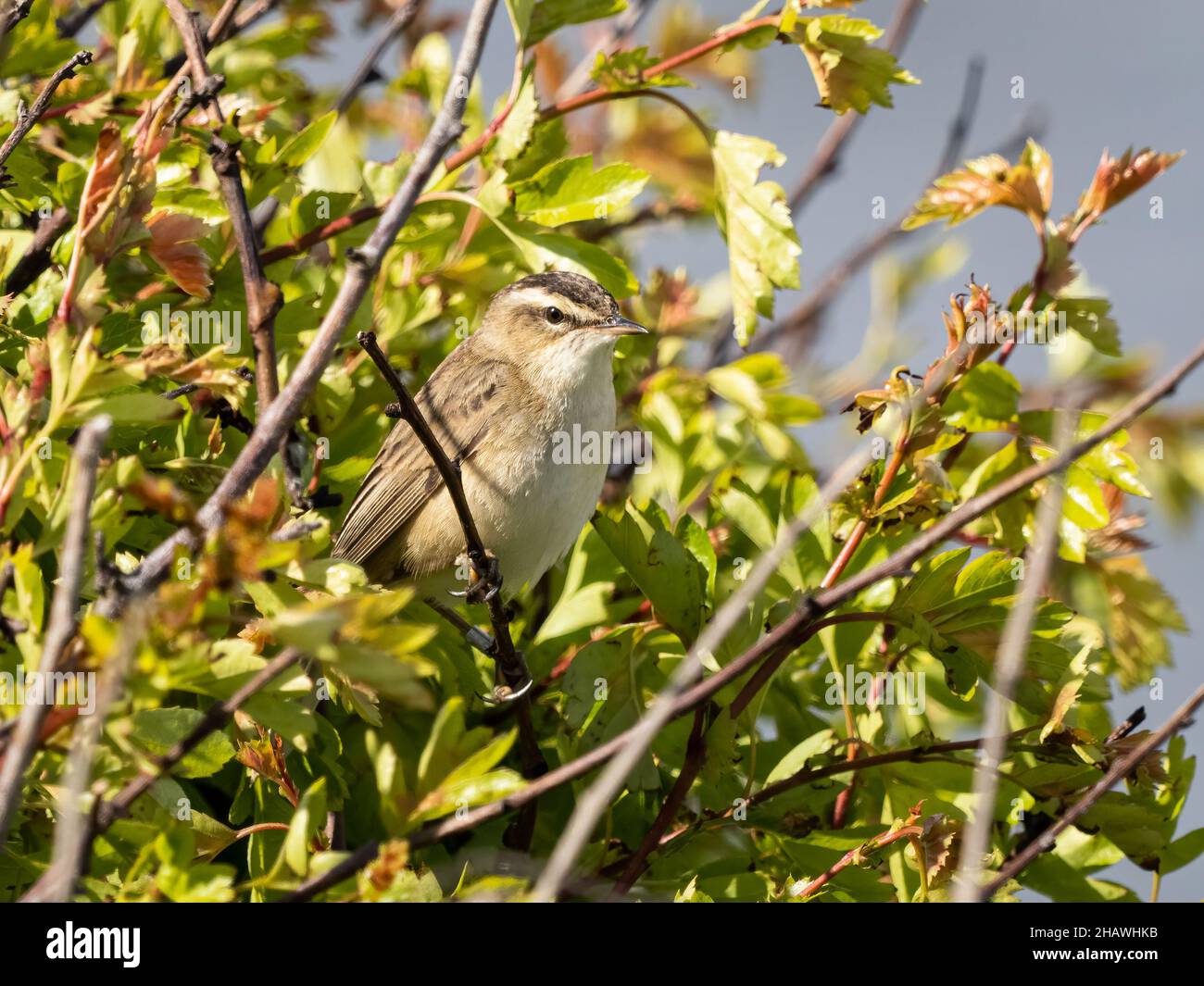 Ein Sedge-Waldsänger (Acrocephalus schoenobaenus) im RSPB Hodbarrow Naturschutzgebiet in Cumbria, England. Stockfoto