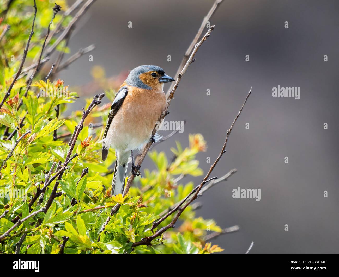 Ein männlicher Buchfink (Fringilla coelebs), der im RSPB Hodbarrow Naturschutzgebiet in Cumbria, England, singt. Stockfoto